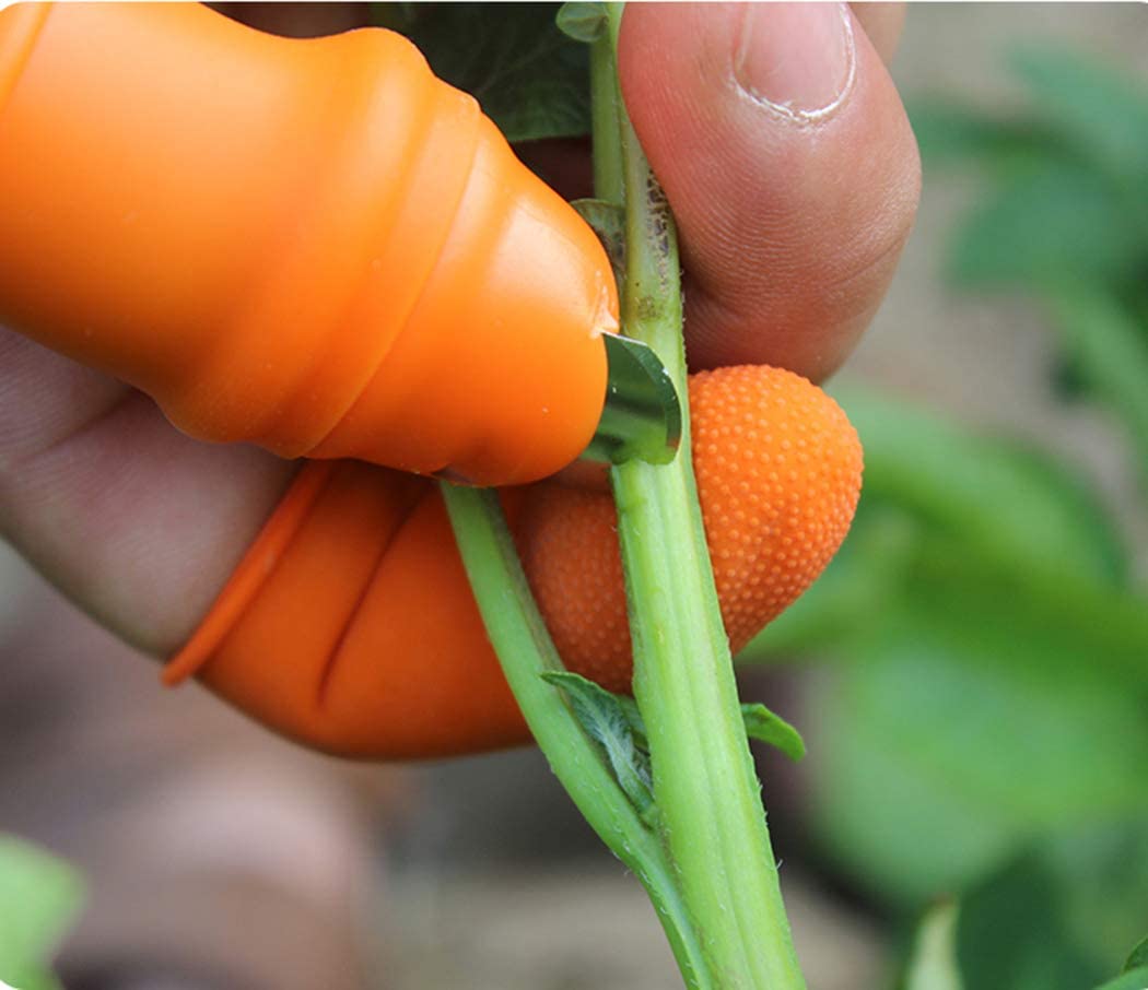 Fruit and Vegetable Picking