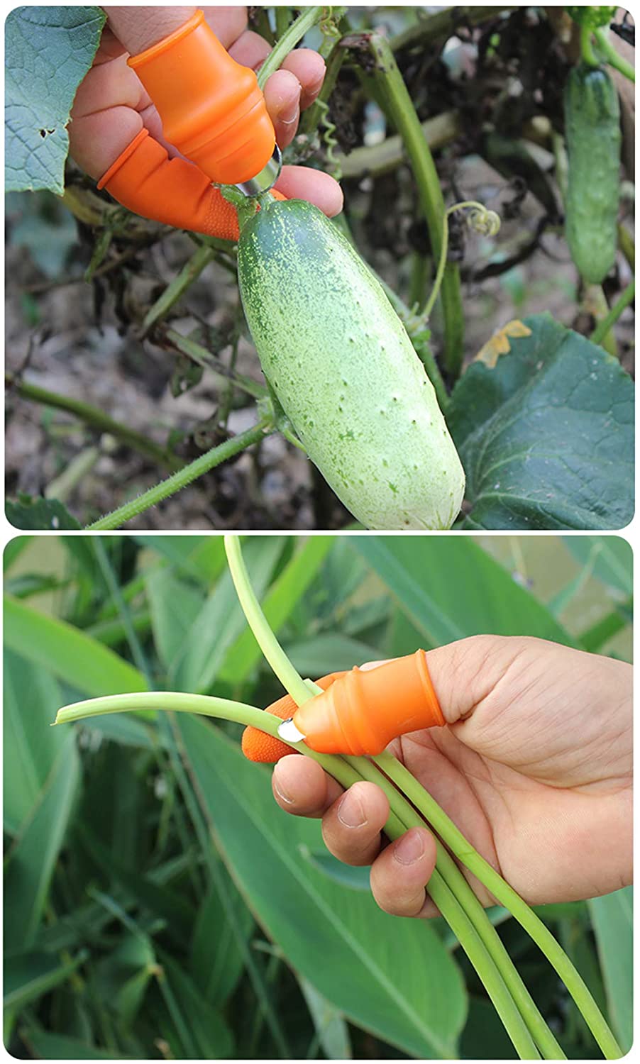 Fruit and Vegetable Picking